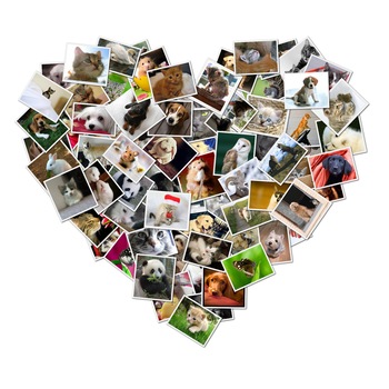 Oferta tiparire printare 100 fotografii si 8 magneti foto Oferta tiparire printare 100 fotografii si 8 magneti foto