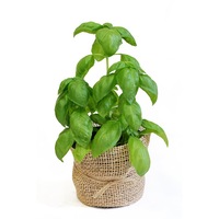 busuioc cu aroma pesto in ghiveci 10 cm imagen 3_0_
0