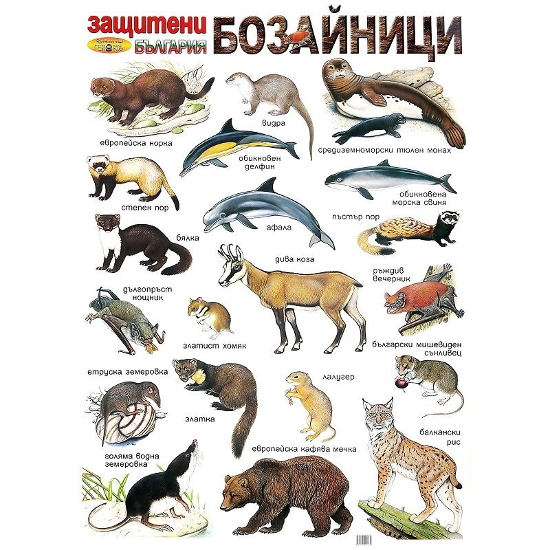 Защитени бозайници в България (табло) - eMAG.bg