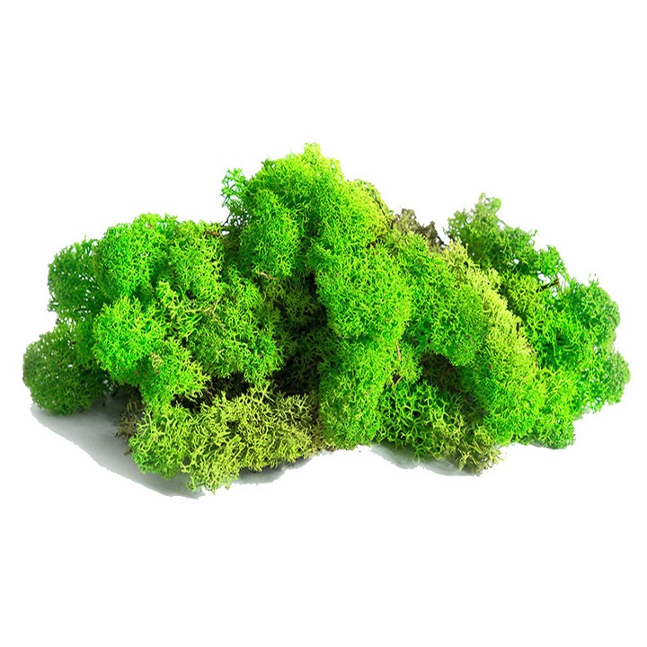 Licheni stabilizati verde deschis - cutie 1 kg