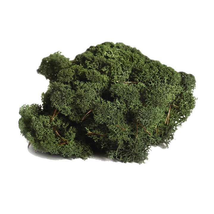 Licheni stabilizati verde - cutie 1 kg