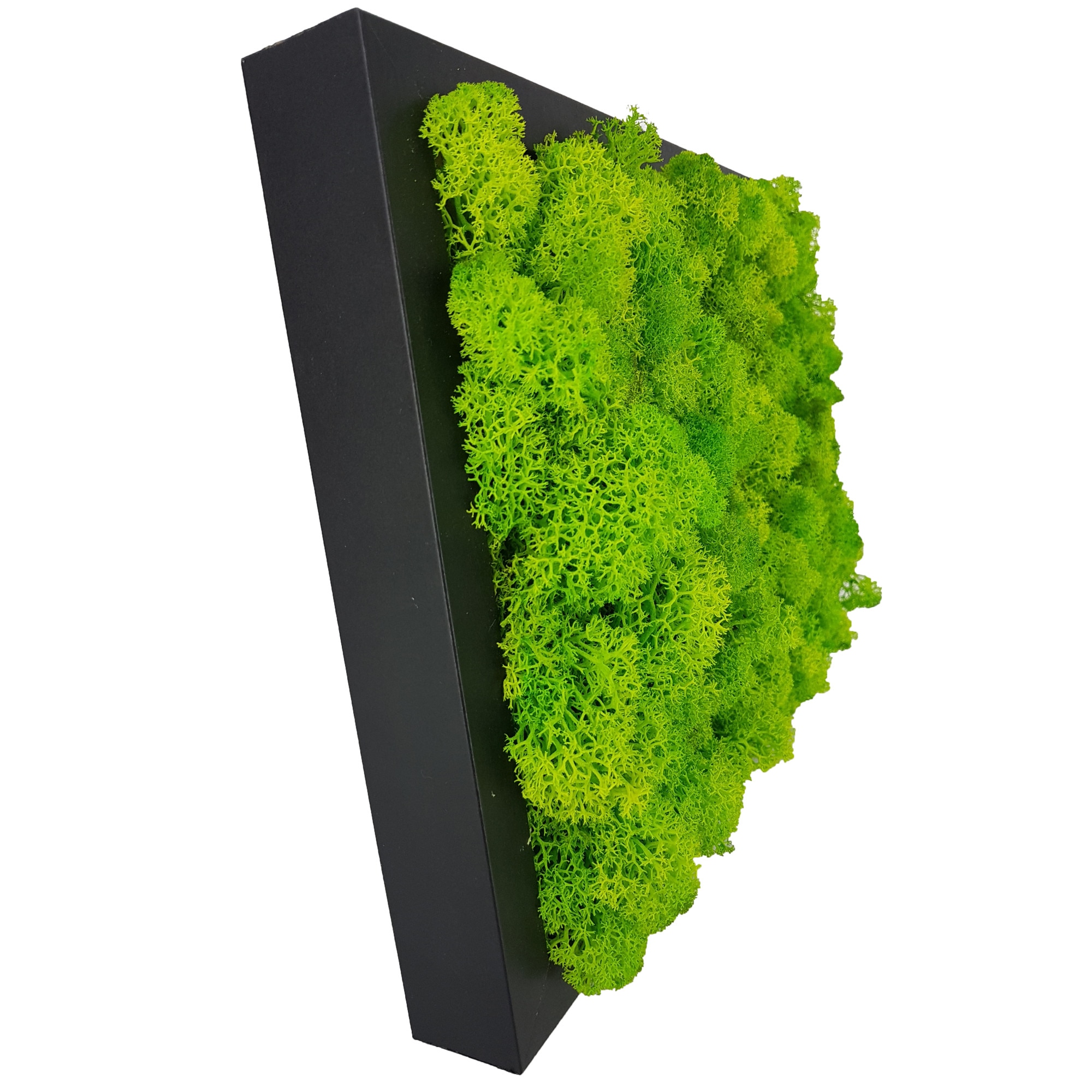 Tablou cu licheni stabilizati Berry`s Garden, Moss Green, 20x30 cm