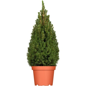 Brad natural in ghiveci H90-100 cm - Picea Conica, Secret Garden Brad natural in ghiveci H90-100 cm - Picea Conica, Secret Garden