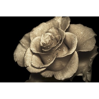 Tablou canvas, produs DekoStore, pentru dormitor/living/birou, inramat pe cadru de lemn, print HD, Picaturi de roua pe trandafir, 100x70 cm Tablou canvas, produs DekoStore, pentru dormitor/living/birou, inramat pe cadru de lemn, print HD, Picaturi de roua pe trandafir, 100x70 cm