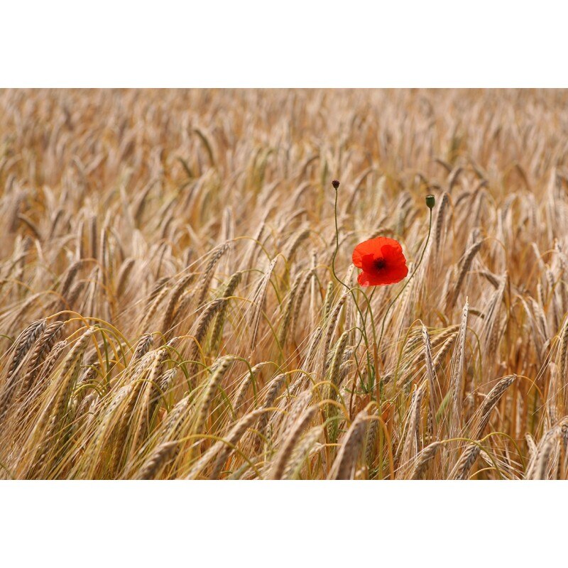 Tablou canvas, produs DekoStore, pentru dormitor/living/birou, inramat pe cadru de lemn, print HD, Floare de mac singura in lanul de grau, 40x30 cm