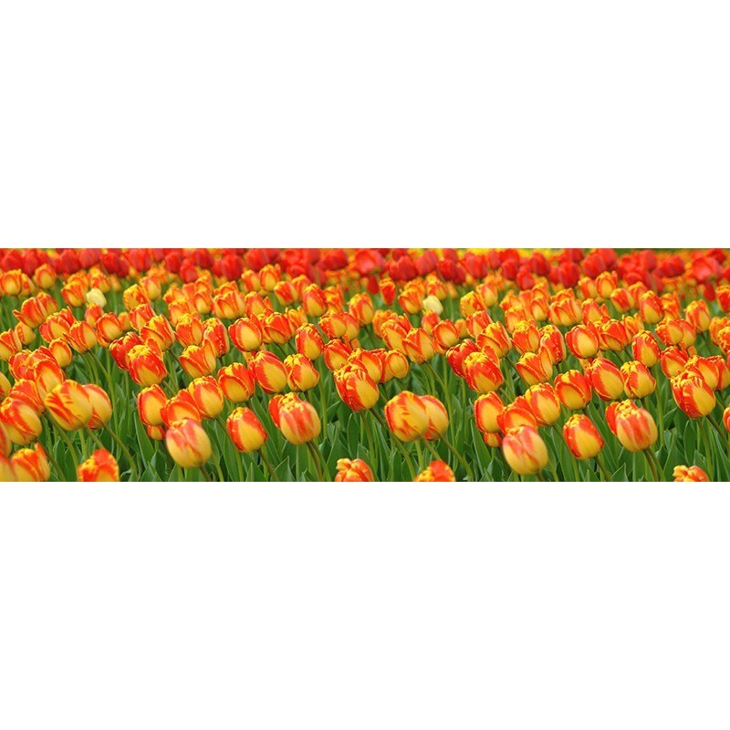 Tablou canvas, produs DekoStore, pentru dormitor/living/birou, inramat pe cadru de lemn, print HD, Camp de lalele, 40x30 cm