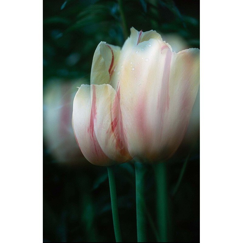 Tablou canvas, produs DekoStore, pentru dormitor/living/birou, inramat pe cadru de lemn, print HD, Umbre de lalele, 30x40 cm