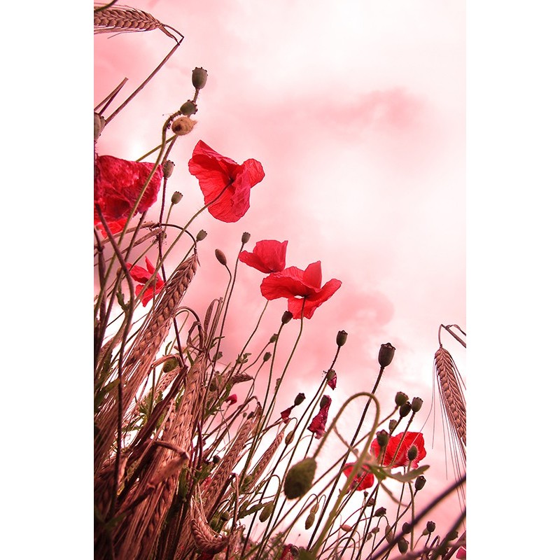 Tablou canvas, produs DekoStore, pentru dormitor/living/birou, inramat pe cadru de lemn, print HD, Flori de mac si spice de grau, 40x60 cm