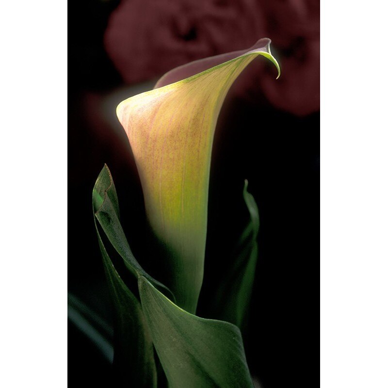 Tablou canvas, produs DekoStore, pentru dormitor/living/birou, inramat pe cadru de lemn, print HD, Linistea florilor, 30x40 cm