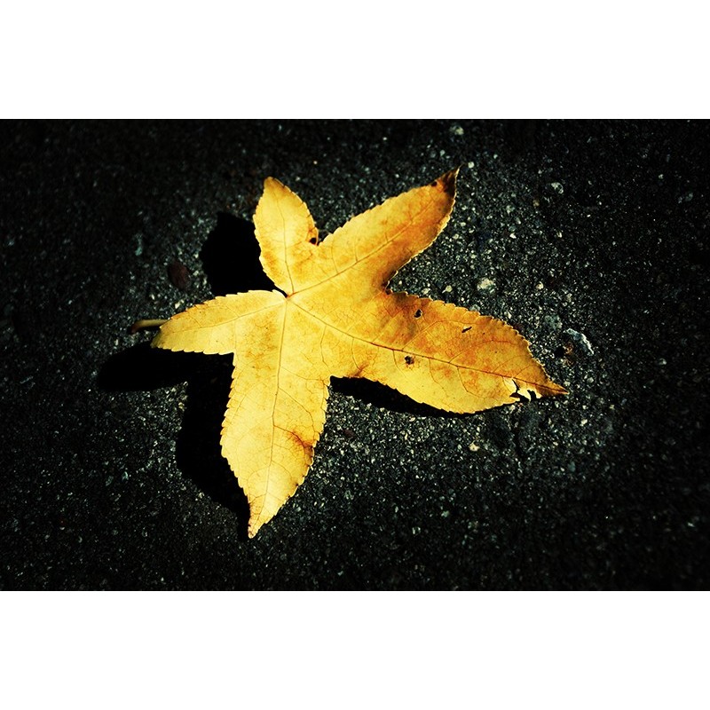 Tablou canvas, produs DekoStore, pentru dormitor/living/birou, inramat pe cadru de lemn, print HD, Frunza toamna, 40x30 cm