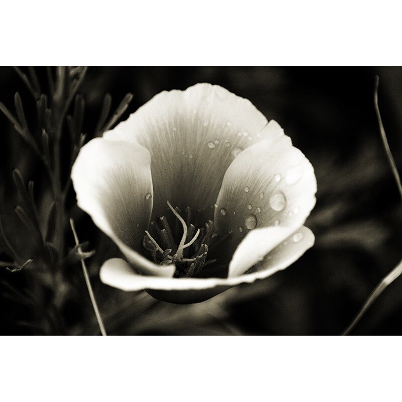 Tablou canvas, produs DekoStore, pentru dormitor/living/birou, inramat pe cadru de lemn, print HD, Picaturi de roua pe floare, 40x30 cm