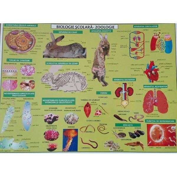 Plansa Biologie scolara - Zoologie