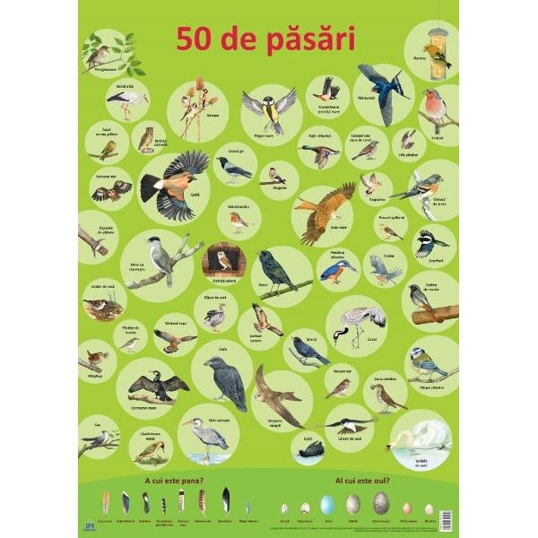 Plansa: 50 de pasari