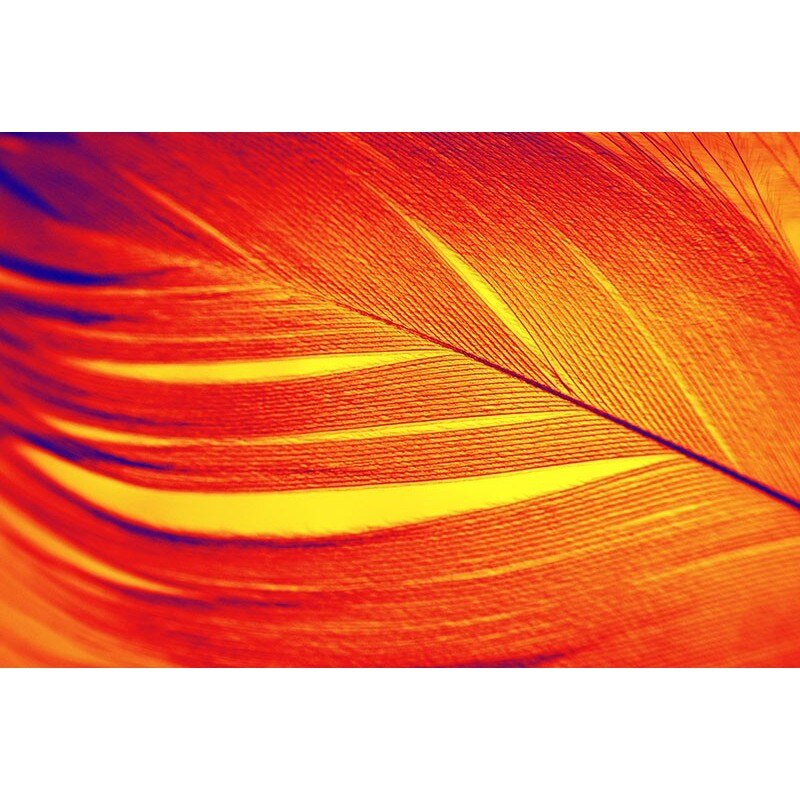 Tablou canvas, produs DekoStore, pentru dormitor/living/birou, inramat pe cadru de lemn, print HD, Pana rosie, 40x30 cm