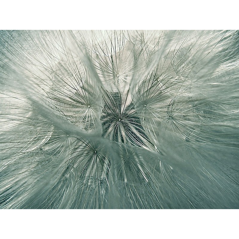 Tablou canvas, produs DekoStore, pentru living/dormitor/birou, inramat pe cadru de lemn, print HD, Papadie, 40x30 cm