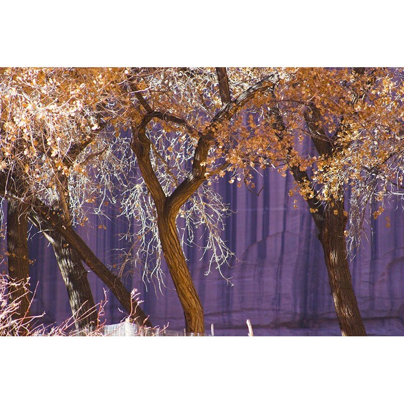 Tablou canvas, produs DekoStore, pentru living/dormitor/birou, inramat pe cadru de lemn, print HD, Toamna violet, 40x30 cm