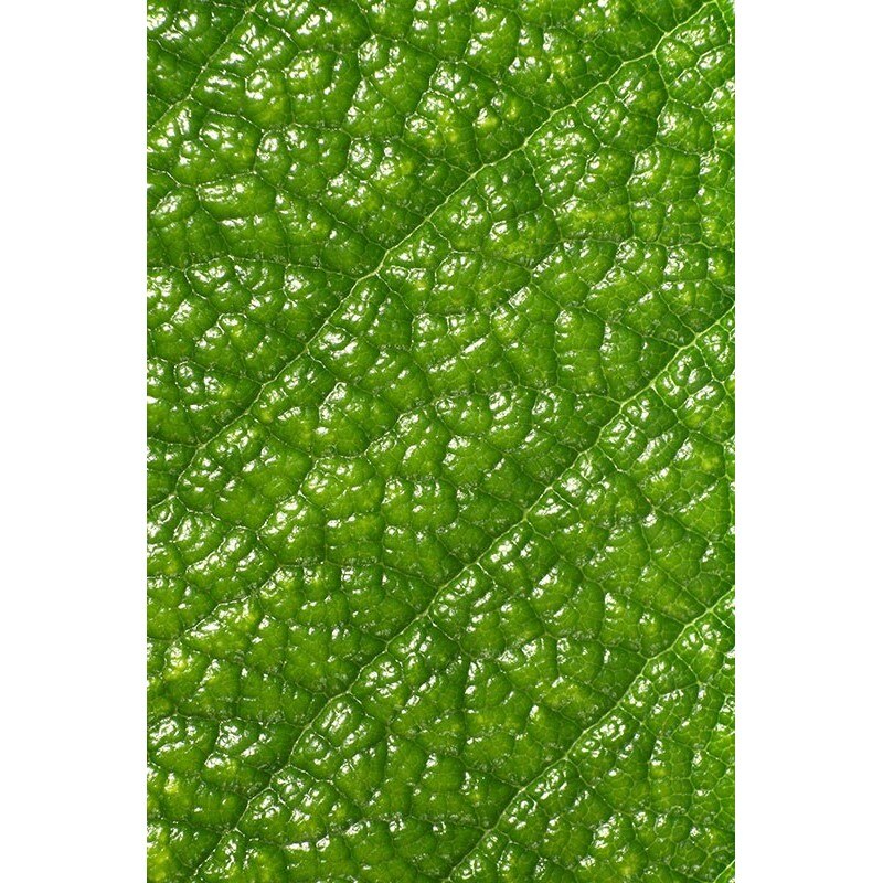 Tablou canvas, produs DekoStore, pentru living/dormitor/birou, inramat pe cadru de lemn, print HD, Frunza verde, 30x40 cm