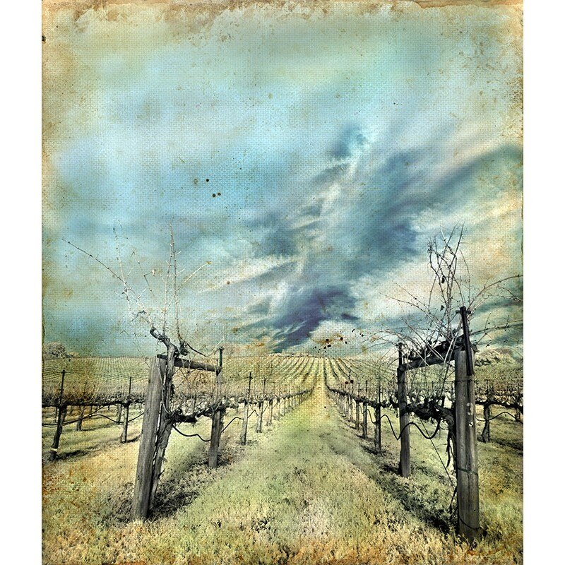 Tablou canvas, produs DekoStore, pentru living/dormitor/birou, inramat pe cadru de lemn, print HD, Podgorie / Vita de vie, 30x40 cm