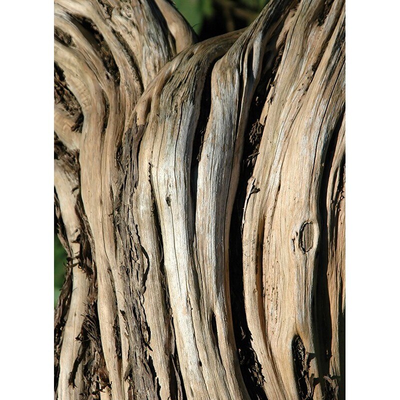 Tablou canvas, produs DekoStore, pentru living/dormitor/birou, inramat pe cadru de lemn, print HD, Trunchi lemn, 30x40 cm