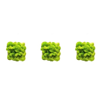 Set 3 tablouri licheni decorativi 10x10 cm verde deschis Set 3 tablouri licheni decorativi 10x10 cm verde deschis