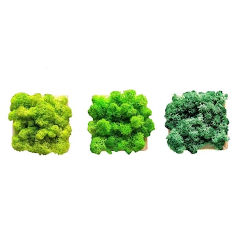 Set 3 tablouri licheni decorativi 10x10 cm mix Set 3 tablouri licheni decorativi 10x10 cm mix