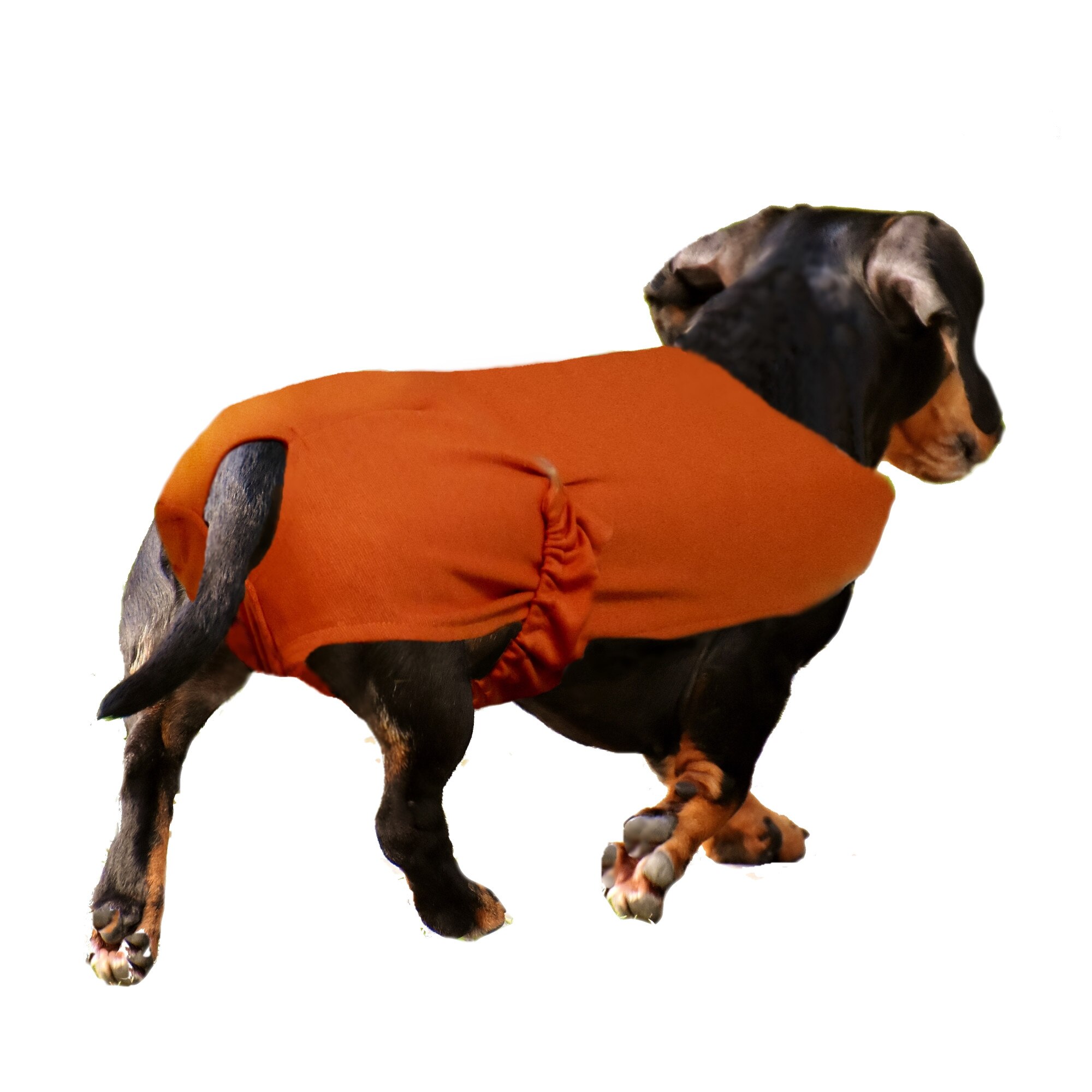 Chiloti pentru caini tip salopeta sanitara - PetaS marime L , 40 cm