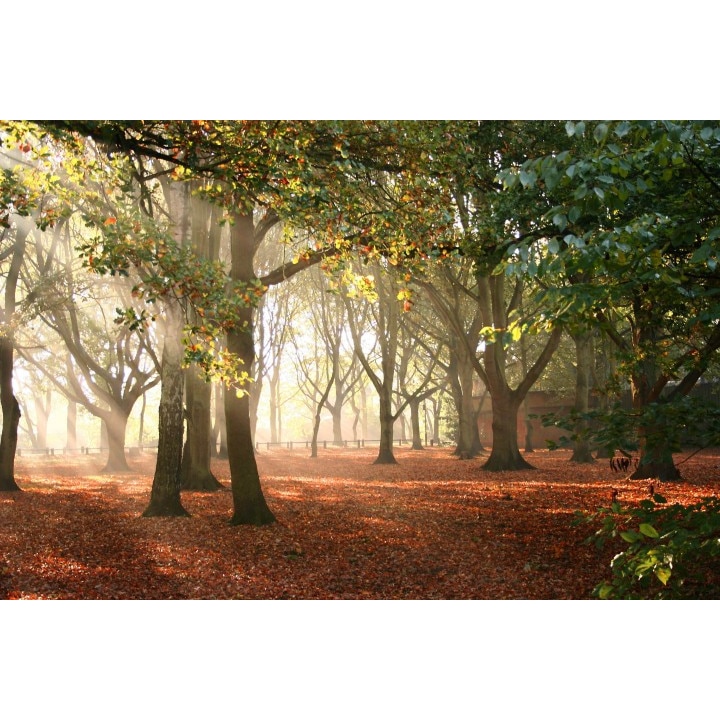 Tablou canvas 100x70 cm Peisaj 538