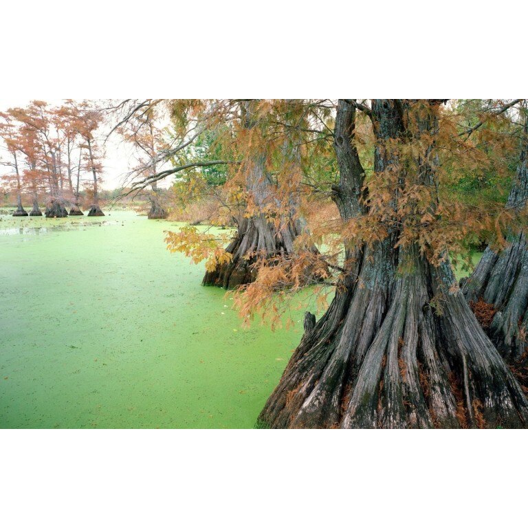 Tablou canvas 50x90 cm Peisaj 509