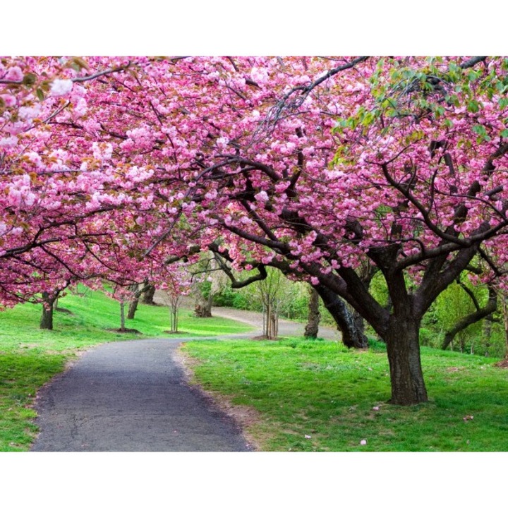 Tablou canvas 50x35 cm Peisaj 550