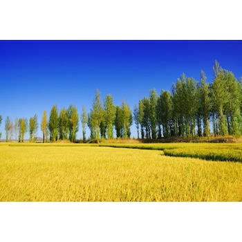 Tablou canvas 50x35 cm Peisaj 566 Tablou canvas 50x35 cm Peisaj 566