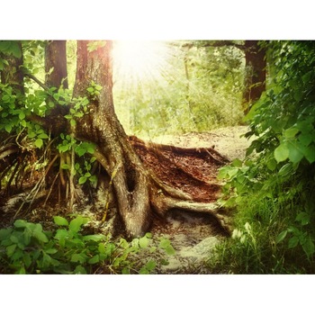 Tablou canvas 50x35 cm Peisaj 611 Tablou canvas 50x35 cm Peisaj 611