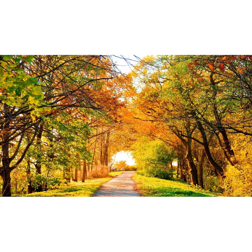 Tablou canvas 50x35 cm Peisaj 795