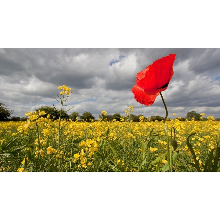 Tablou canvas 50x90 cm Peisaj 787