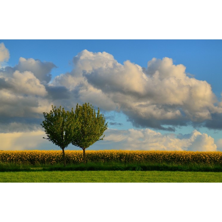 Tablou canvas 50x35 cm Peisaj 916