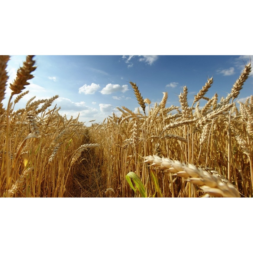 Tablou canvas 50x90 cm Peisaj 993