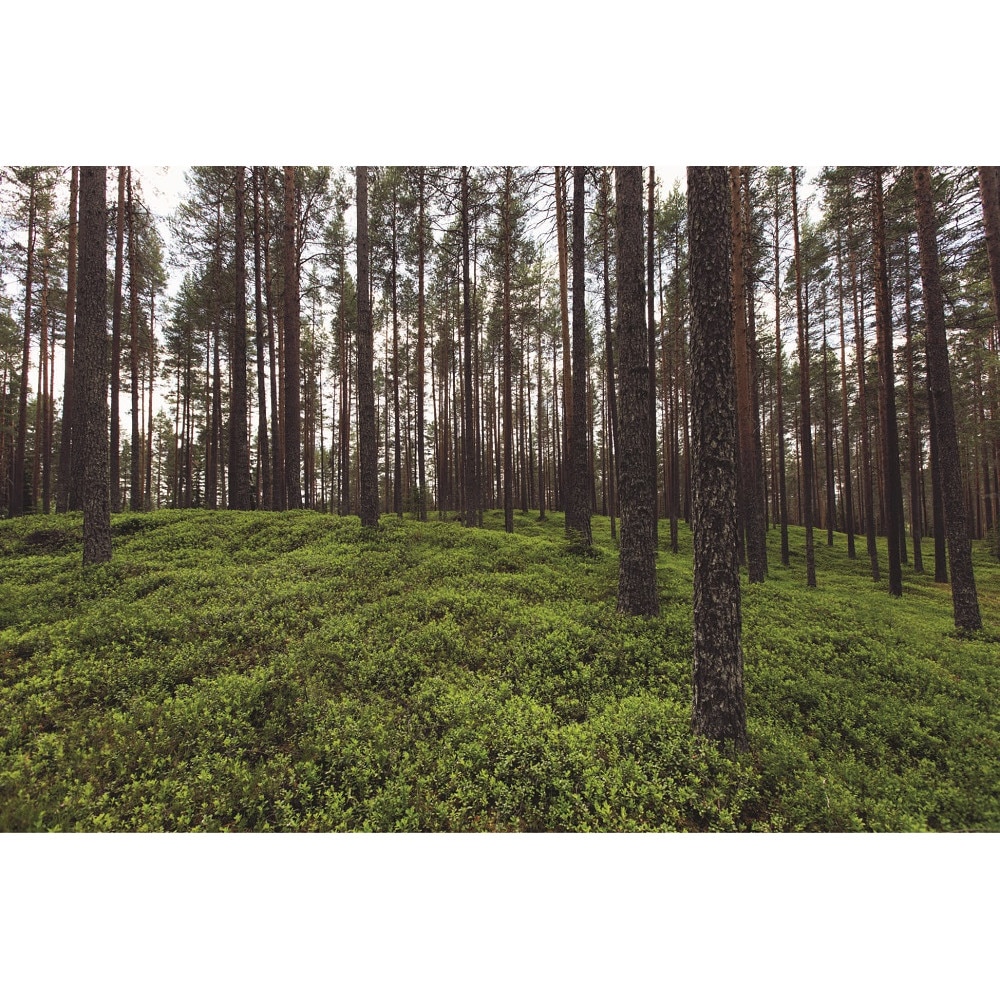 Fototapet Forest , 180 x 120 cm