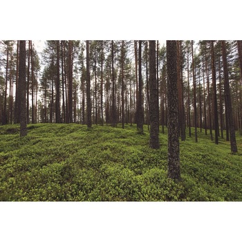Fototapet Forest , 180 x 120 cm Fototapet Forest , 180 x 120 cm