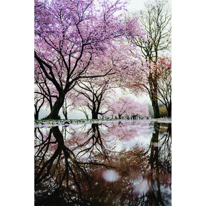 Fototapet Pomi infloriti, 120 x180 cm