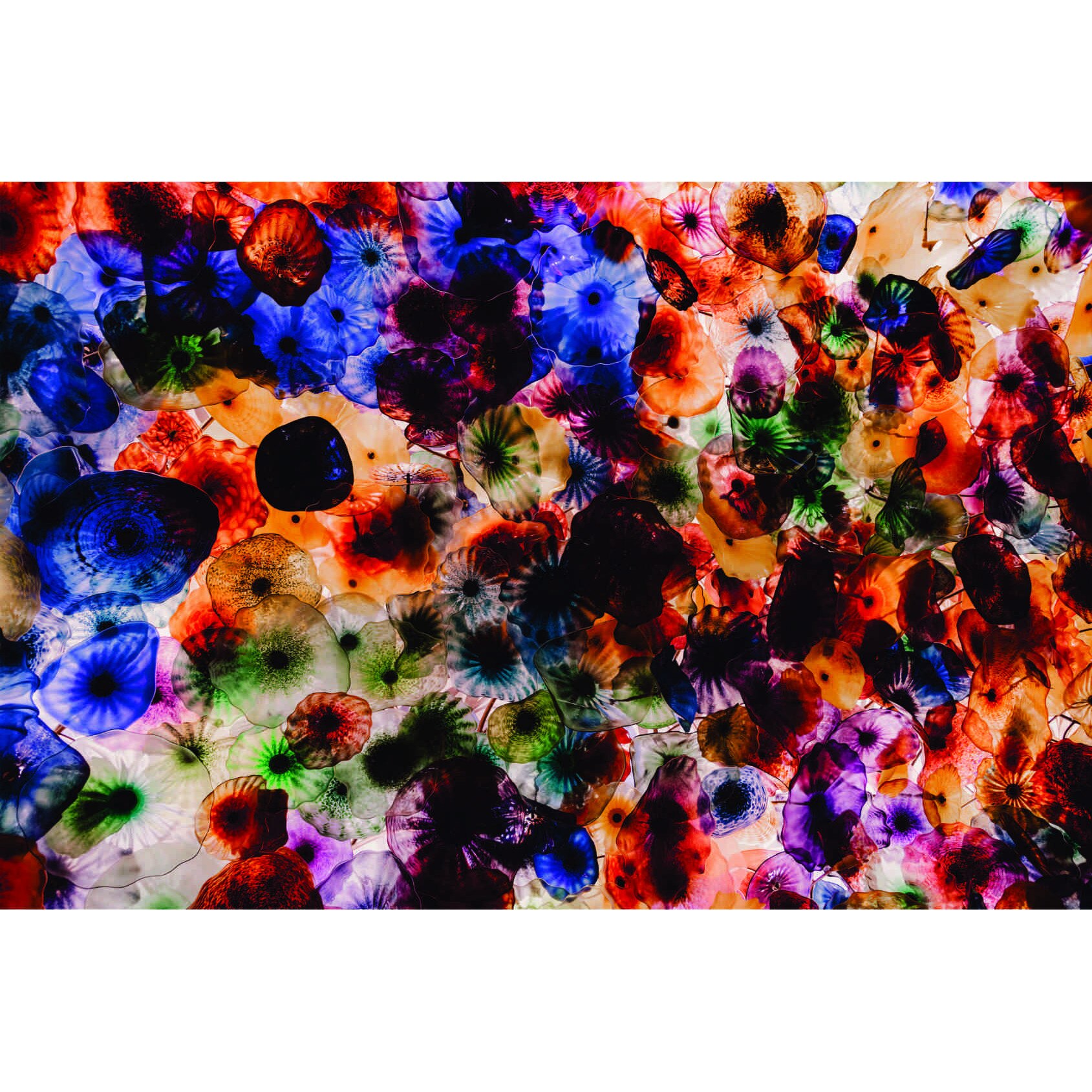 Fototapet Flori colorate, 270 x 180 cm