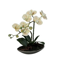Orhidee Neagra 1 Bb59c06077528d Xenia