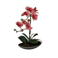 Cauți Orhidee Neagra Planta Alege Din Oferta Emag Ro