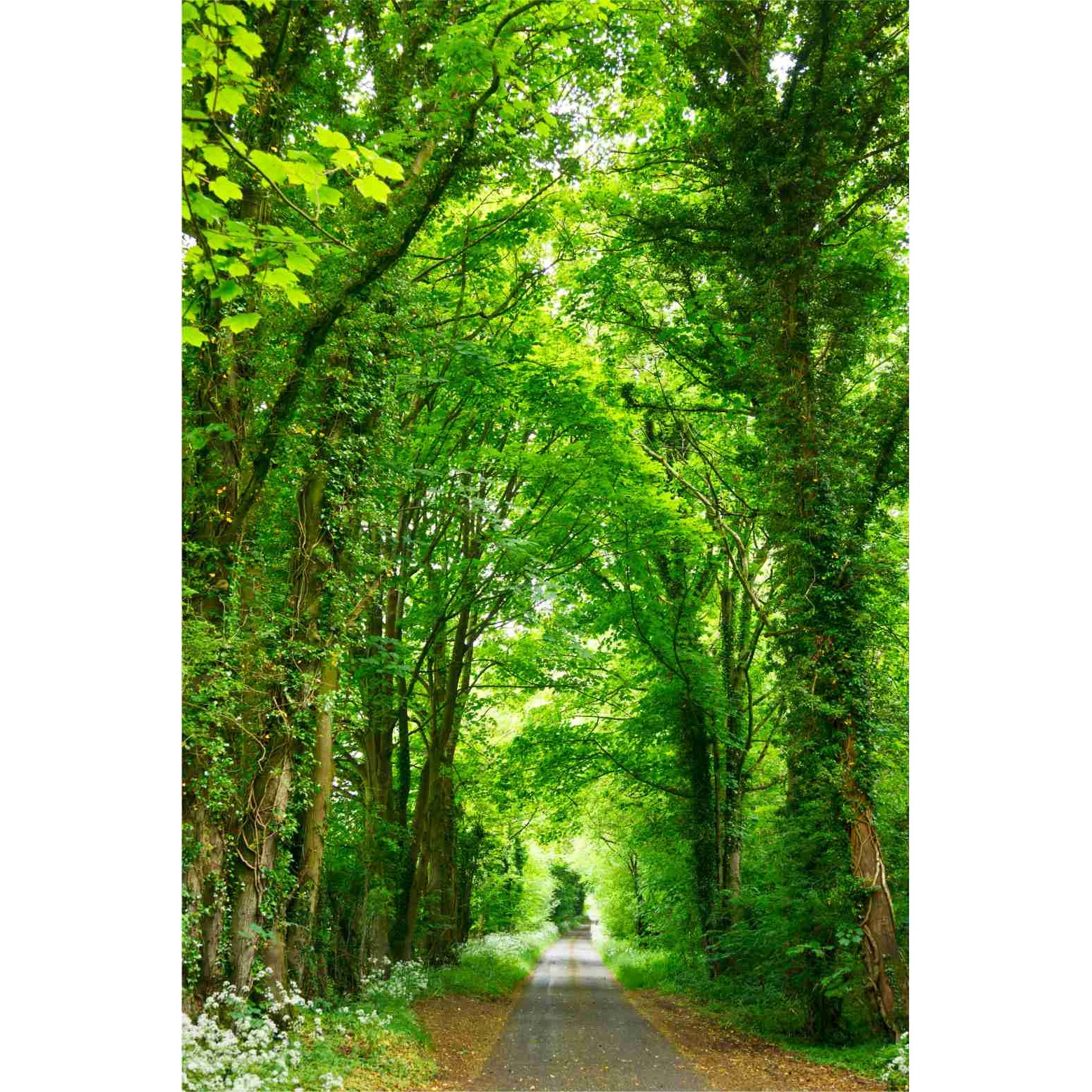 Fototapet Printre copaci, 150x225 cm