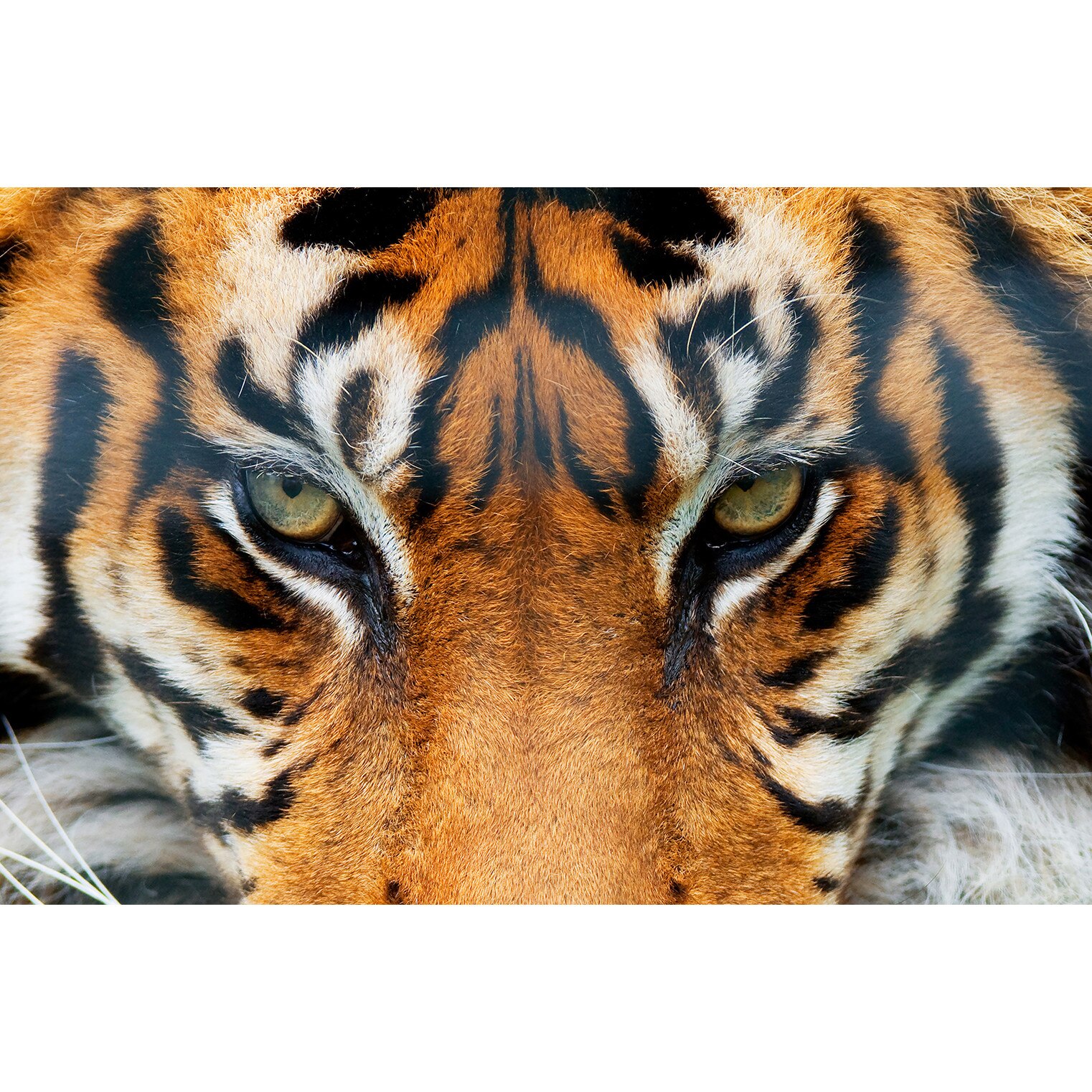 Fototapet Tigru, Wizard and Genius, 175 x115 cm