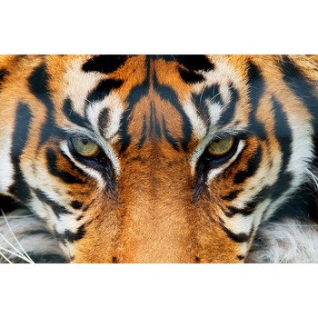 Fototapet Tigru, Wizard and Genius, 175 x115 cm Fototapet Tigru, Wizard and Genius, 175 x115 cm