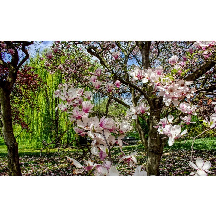 Картина на платно, магнолия, 80 х 50 см, дървена рамка, многоцветна
