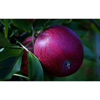 Fototapet autoadeziv 100x70 cm, Drinks and food model 122 Fototapet autoadeziv 100x70 cm, Drinks and food model 122