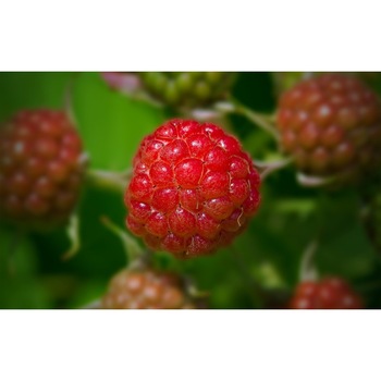 Tablou canvas 90x50 cm, Drinks and food model 81 Tablou canvas 90x50 cm, Drinks and food model 81