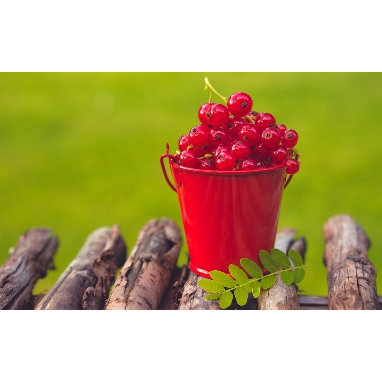 Tablou canvas 75x50 cm, Drinks and food model 180