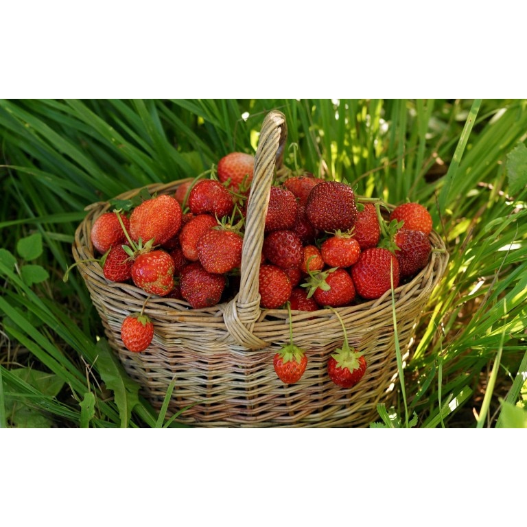 Tablou canvas 90x50 cm, Drinks and food model 159