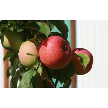 Tablou canvas 50x35 cm, Drinks and food model 178 Tablou canvas 50x35 cm, Drinks and food model 178